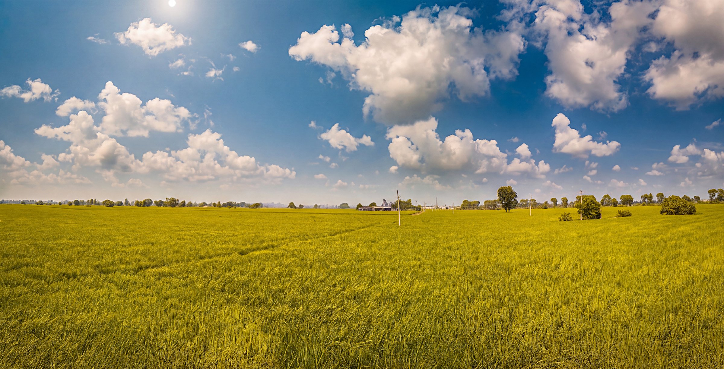 Tilda paddy field — final transformation frame